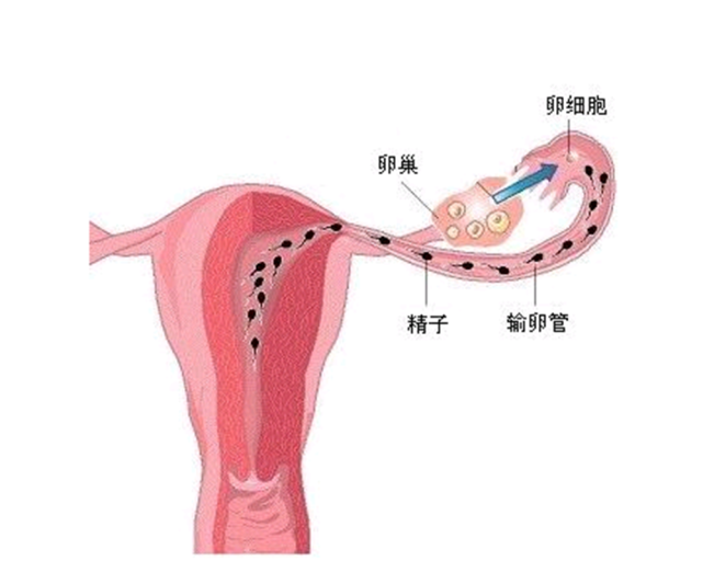 女性排卵后没有受孕"卵子"上哪儿去了?可能有这3种结局