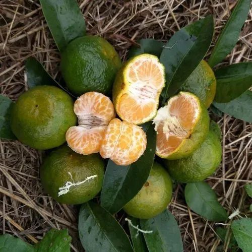 桔的热度褪去了,价格也不如前几年好,而且频频出现滞销,反观清香蜜柑