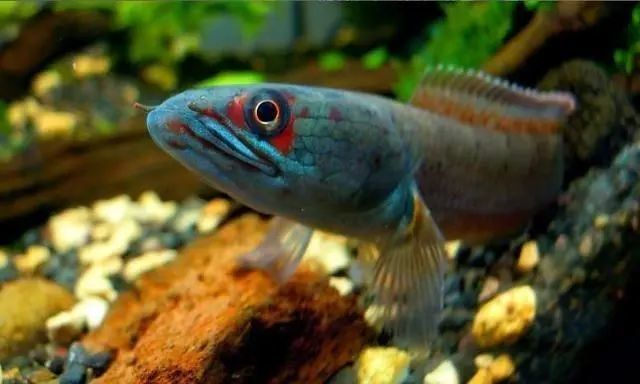 广州一男子在废鱼塘钓上"彩虹雷龙",网友:能值上千元,赚大了