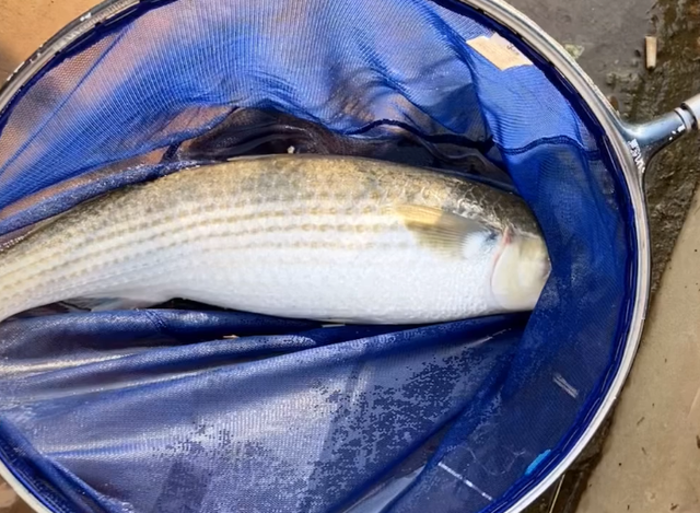 南京一河道鲻鱼"爆发",大的五六斤,有人每天打几十斤窝料_腾讯新闻