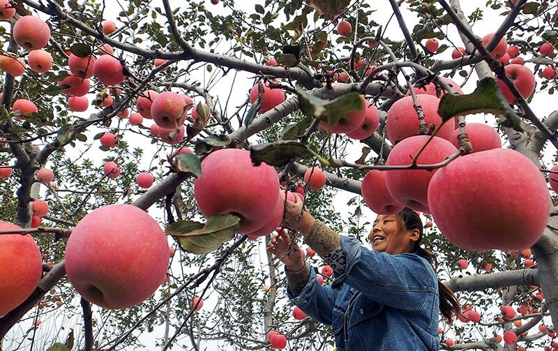 運城新絳蘋果大豐收果農喜搶收