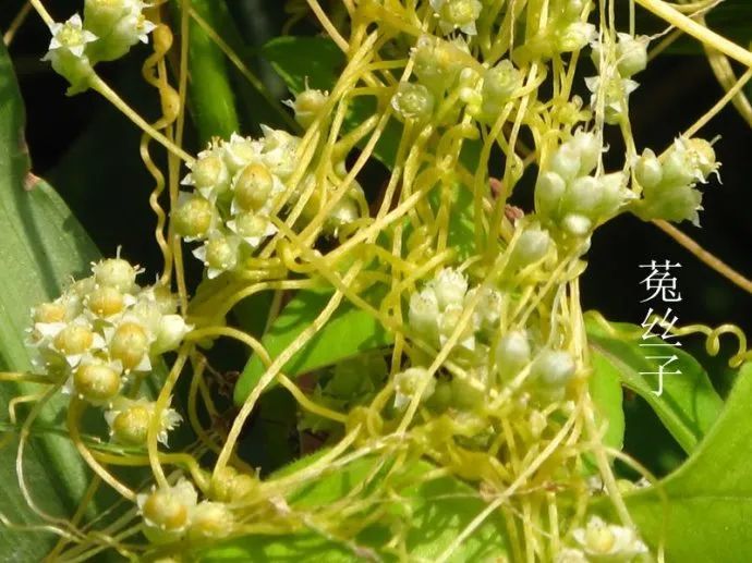 菟丝子的功效与作用的功能与主治(南方菟丝子的功效与作用的功能与