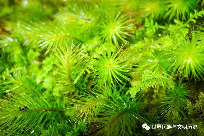 地球生物全系列植物篇藓纲真藓亚纲下