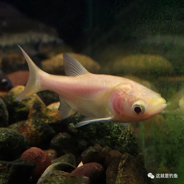 金鲢鱼又称金大头,属鲤形目,鲤科,鲢亚科,鳙鱼属.