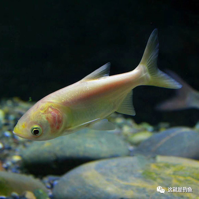 生 活 习 性01金鲢鱼又称金大头,属鲤形目,鲤科,鲢亚科,鳙鱼属.