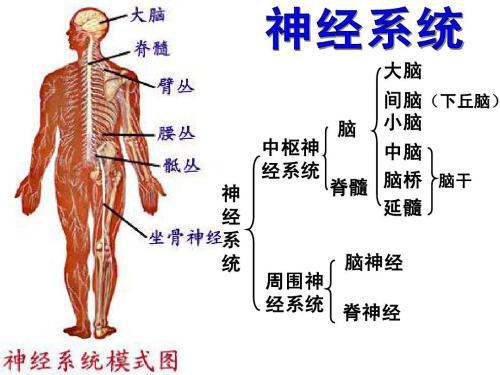 植物神經功能紊亂什麼症狀