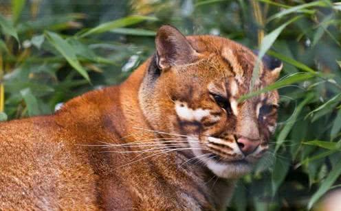 古代传说中的"彪"是啥?能捕杀老虎,2005年后我国仅拍到3次