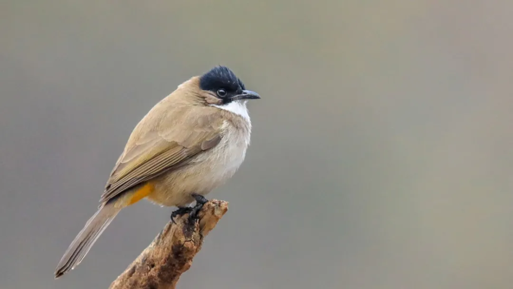 山西鸟类图鉴黄臀鹎