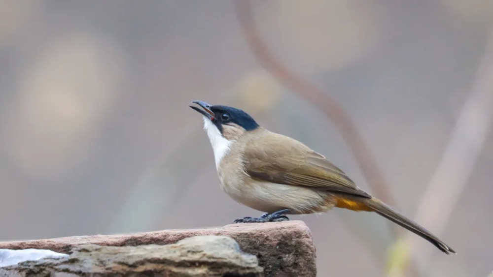 山西鸟类图鉴黄臀鹎