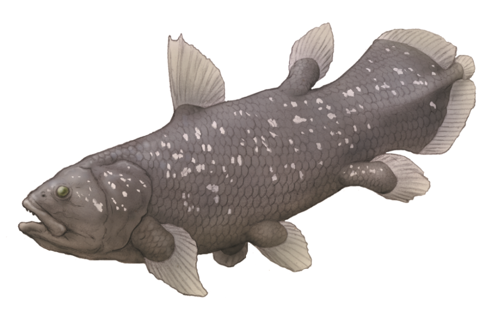 其原型是现生最大的深海鱼类——腔棘鱼:古生物学家研究化石,宝可梦