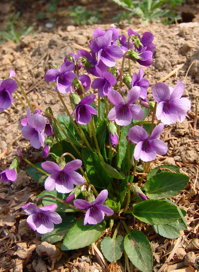 农村20种野花野草有的有毒有的能吃有的可入药认识几种