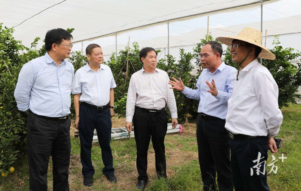 江毅一行深入橙园,种苗培育大棚进行实地考察,并现场听取了董事长