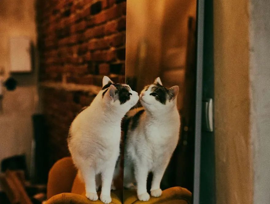 猫趣|摄影师与她的猫咪模特,过着一人俩猫的生活,连神仙也羡慕