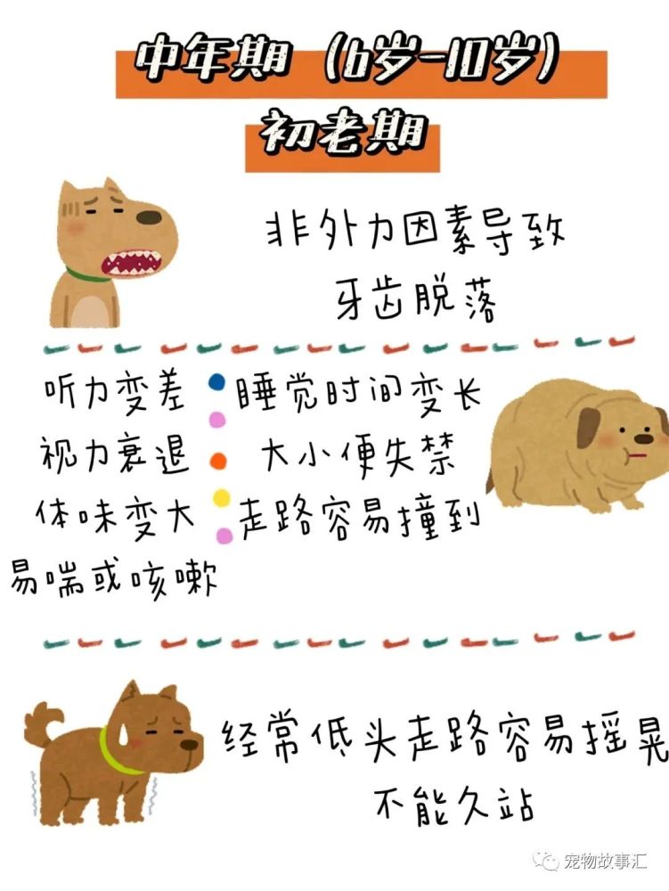 我家老狗子今年已经80岁了?