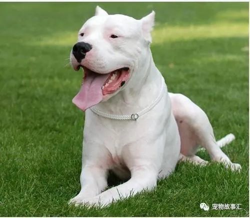 肠扭转:因剧烈运动或翻滚而引起,病犬腹痛.