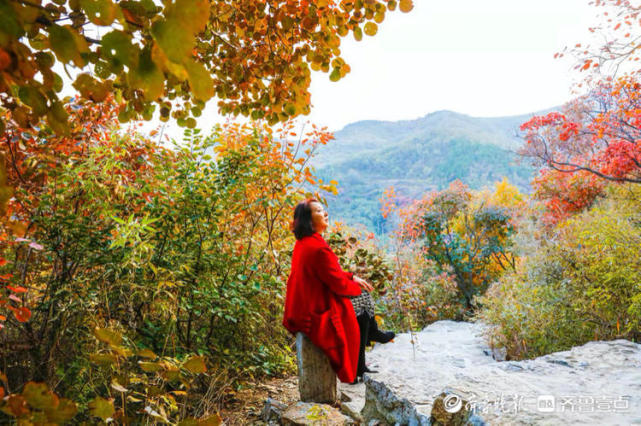 博山红叶柿岩,秋色中的一抹红_腾讯新闻