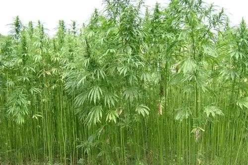 棉vs麻,这次我选麻!为什么?看完你就知道!