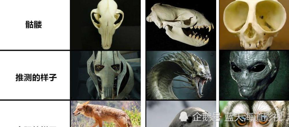看了这些动物的骨骼复原图我开始怀疑恐龙的真实形象