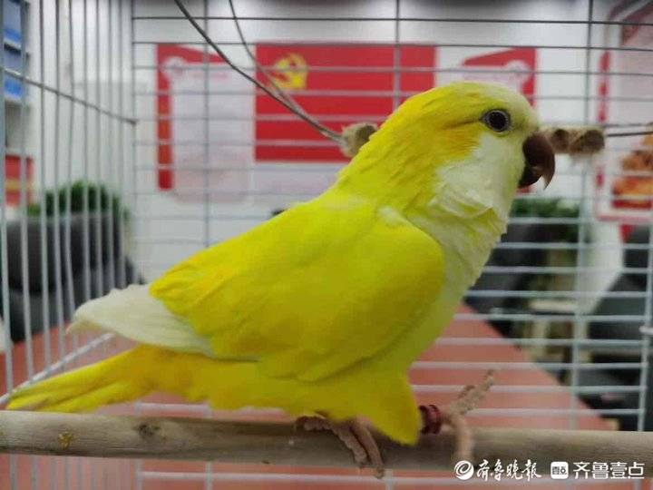 珍贵野生动物不是你想养就能养济南一女子购买和尚鹦鹉被抓获