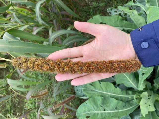 秋收地表最强"狗尾草",耐旱不怕晒的东阳红粟了解一下,它做冻米糖是最