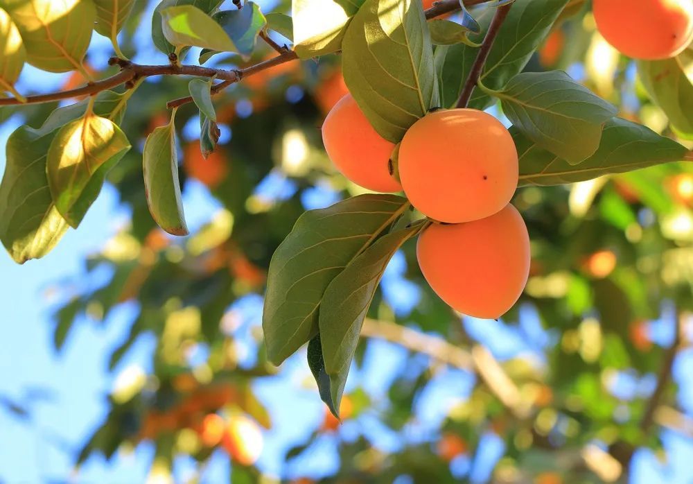 征集柿子红了富平全国摄影大展