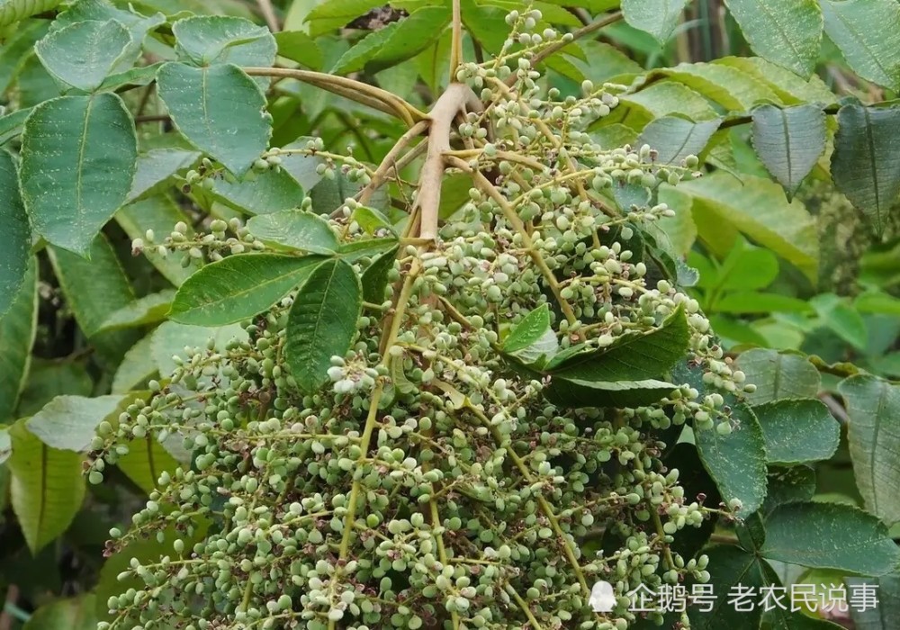 俗称盐霜柏别再当柴烧果实是零食真能长出盐巴吗