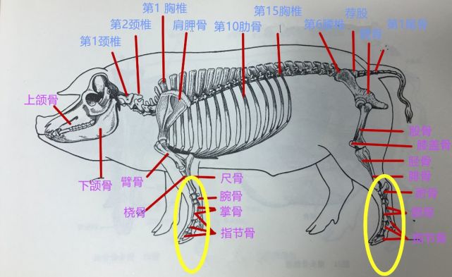 买猪蹄你能分清前蹄和后蹄吗4个区别很明显别买错