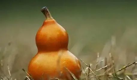 看似闷葫芦的星座一旦爱上或是宠妻或炫夫狂魔追到就赚了