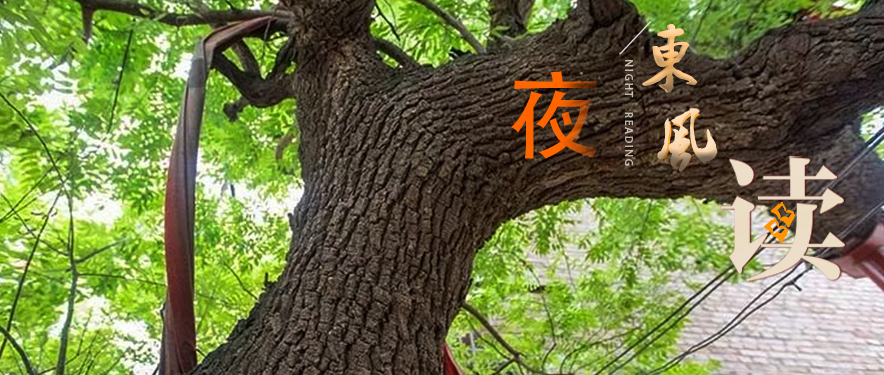 【夜读·散文】老槐树下的记忆