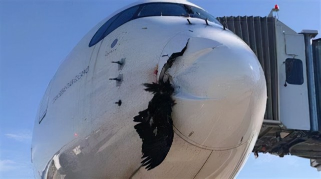 西班牙一架空客a350降落时遭鸟击机鼻被撞破大鸟被撞死