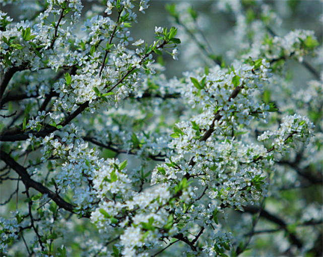 梨花几月开?现在栽种1棵"梨树小景",第2年春天如雪开满枝头