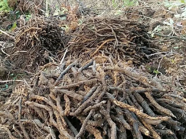 灾荒年份的好东西60年代满山挖15斤根出1斤粉如今60元斤