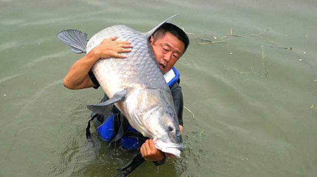 的野生青鱼,至少也要几十年的时间,钓友应该学"钓王"李大毛,邓刚那样