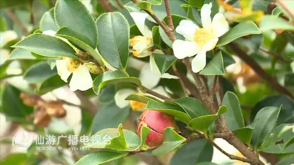 仙游县县花图片