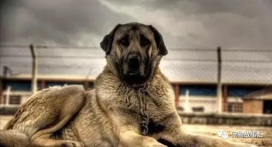 坎高犬公犬肩高在85~93公分,体重120斤至160斤,坎