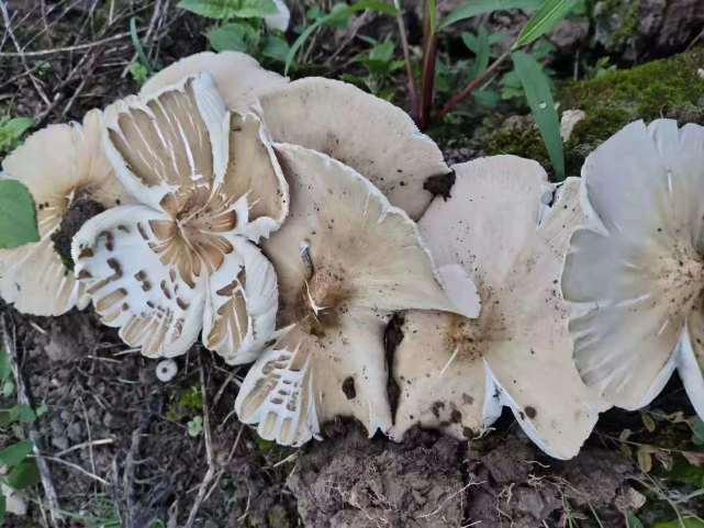 吃起来口感与鸡肉相似,味道鲜甜香脆,营养丰富而备受人们的青睐—鸡枞