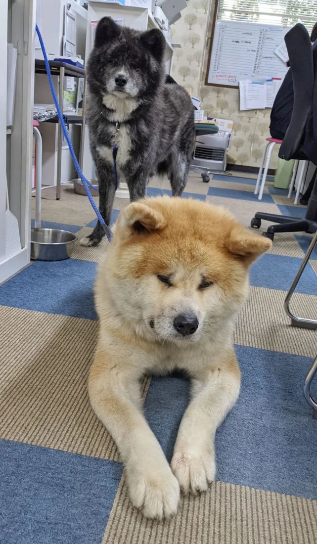 日本一隻秋田犬,因為