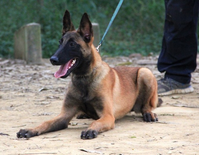 纯种马犬是什么样子的以后千万不要再让狗贩子忽悠了