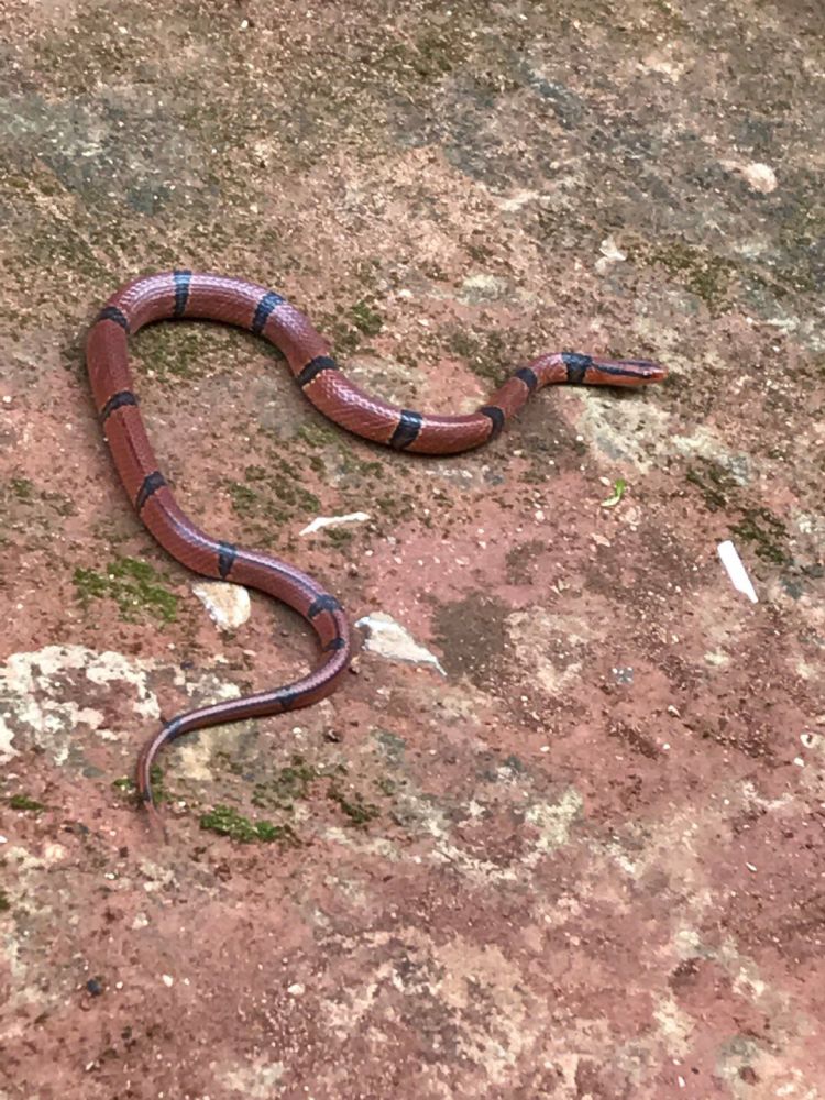 云南女子遇罕见花蛇 蛇身修长富含光泽_腾讯新闻