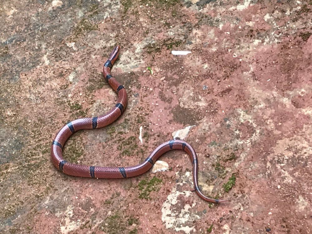 云南女子遇罕见花蛇 蛇身修长富含光泽_腾讯新闻