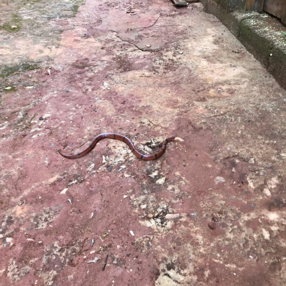 云南女子遇罕见花蛇 蛇身修长富含光泽_腾讯新闻