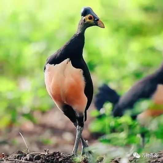 苏拉冢雉墓穴里钻出的国宝含视频