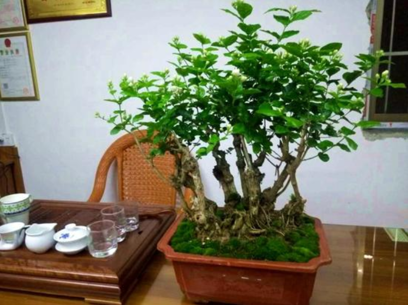 茉莉盆栽在北方如何安全越冬