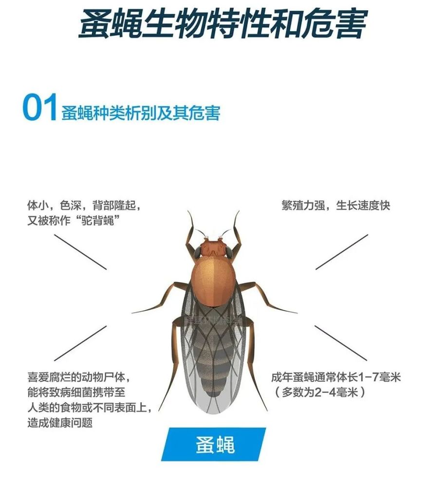 一文了解蚤蝇的种类,危害,生活习性和常见孳生地_腾讯新闻