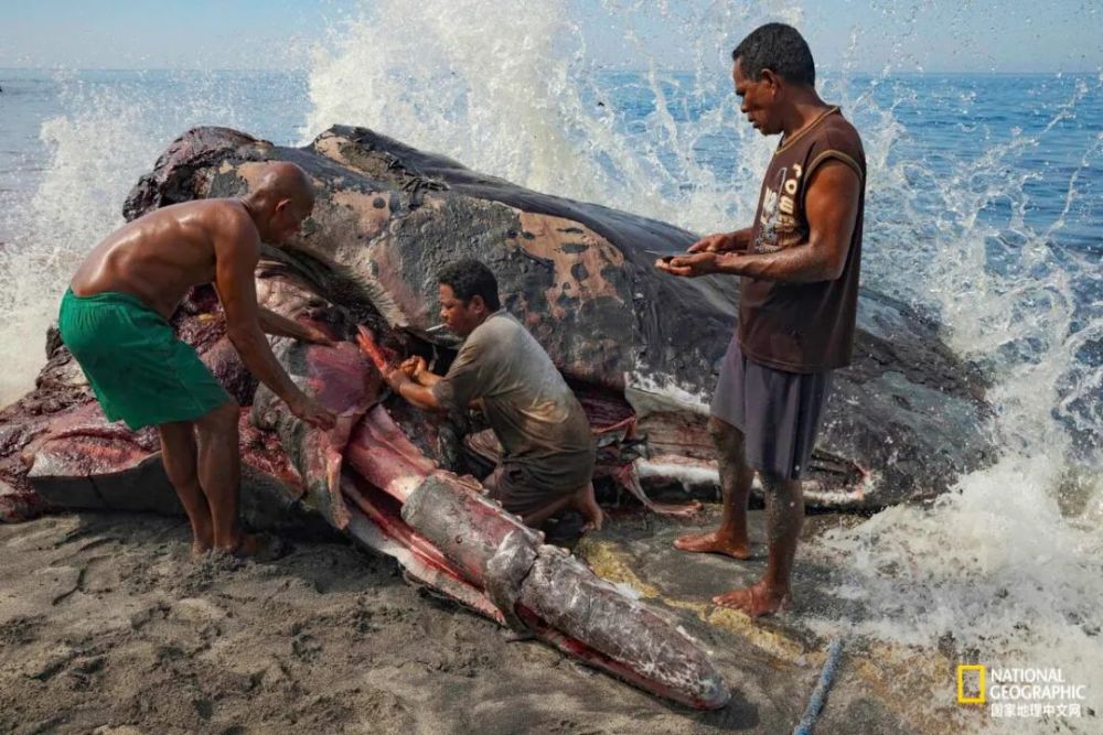 印尼最后的捕鲸人该消失吗