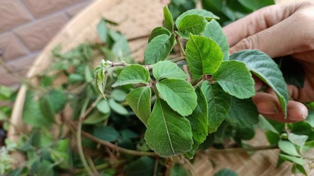 五葉藤,母豬藤,果實成熟後可作野果食用,嫩莖葉可作野菜,但不宜多食