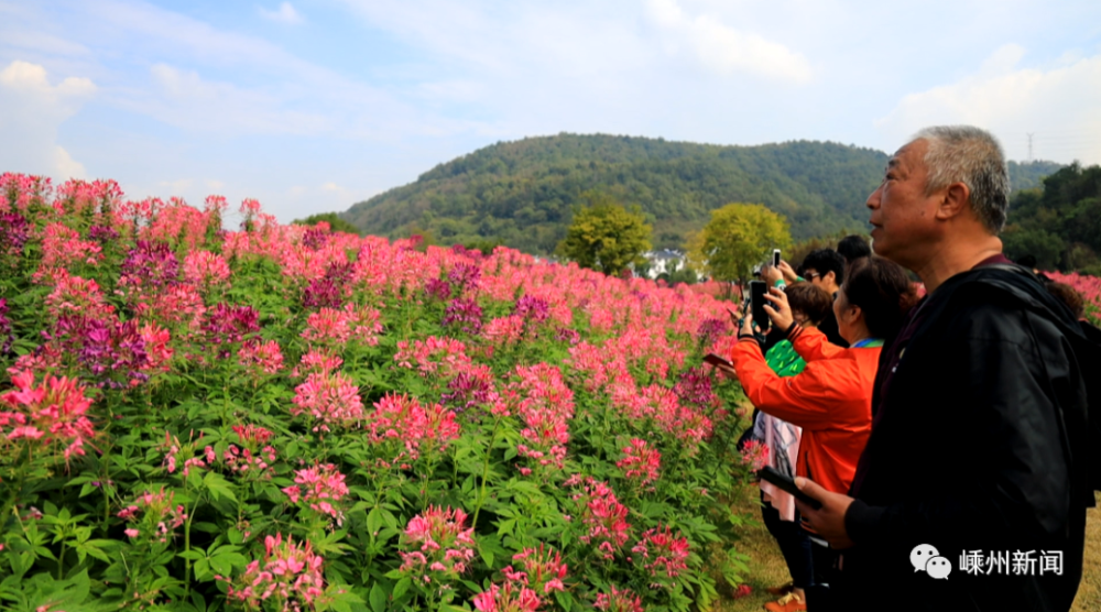 婉转了江南的流韵 一片花海,惊艳了小镇的秋光 这几天,嵊州越剧小镇的