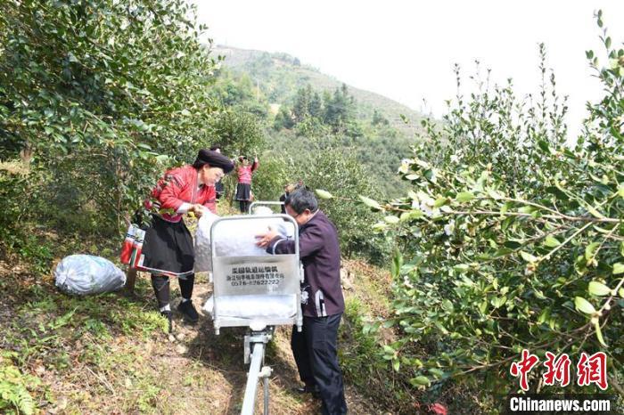 广西龙胜瑶族村寨千亩油茶林花果同期群众采摘忙