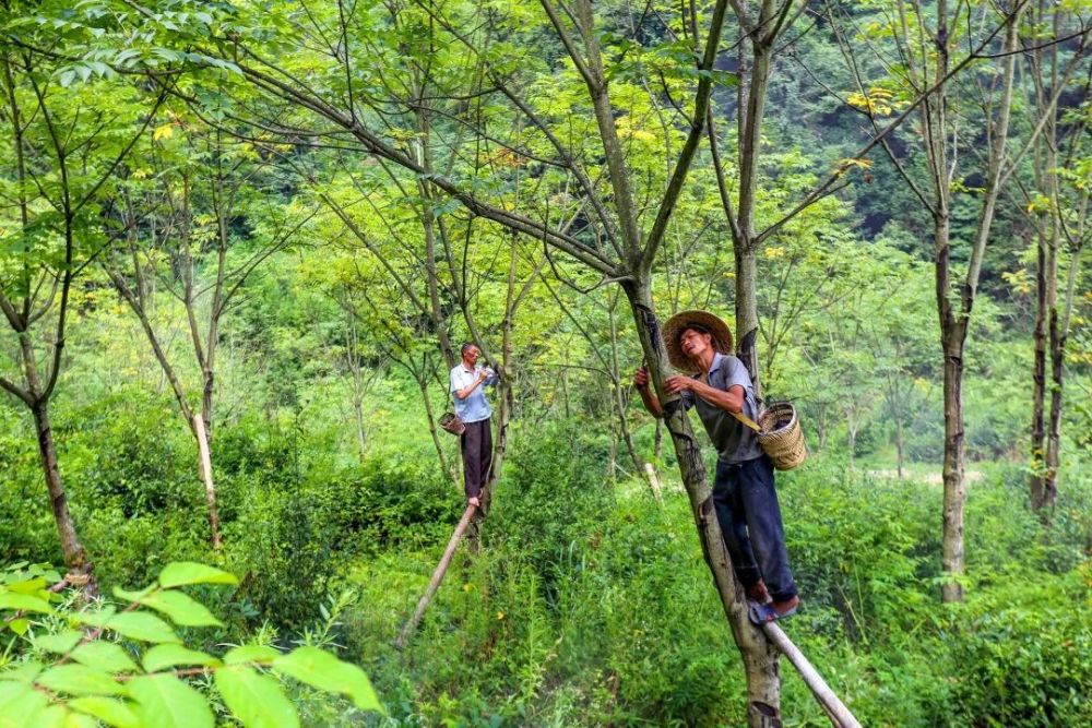 大山里的割漆人原来如此有魅力