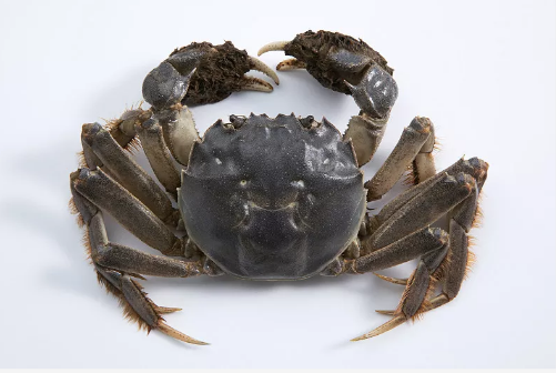 男子眼睛险些失明,只因清洗螃蟹时的一个错误动作!-腾讯新闻